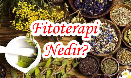 FİTOTERAPİ (BİTKİSEL TEDAVİ) NEDİR?